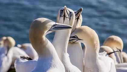 【观察】崭新故事即将开启——新赛季NBA的十条故事线